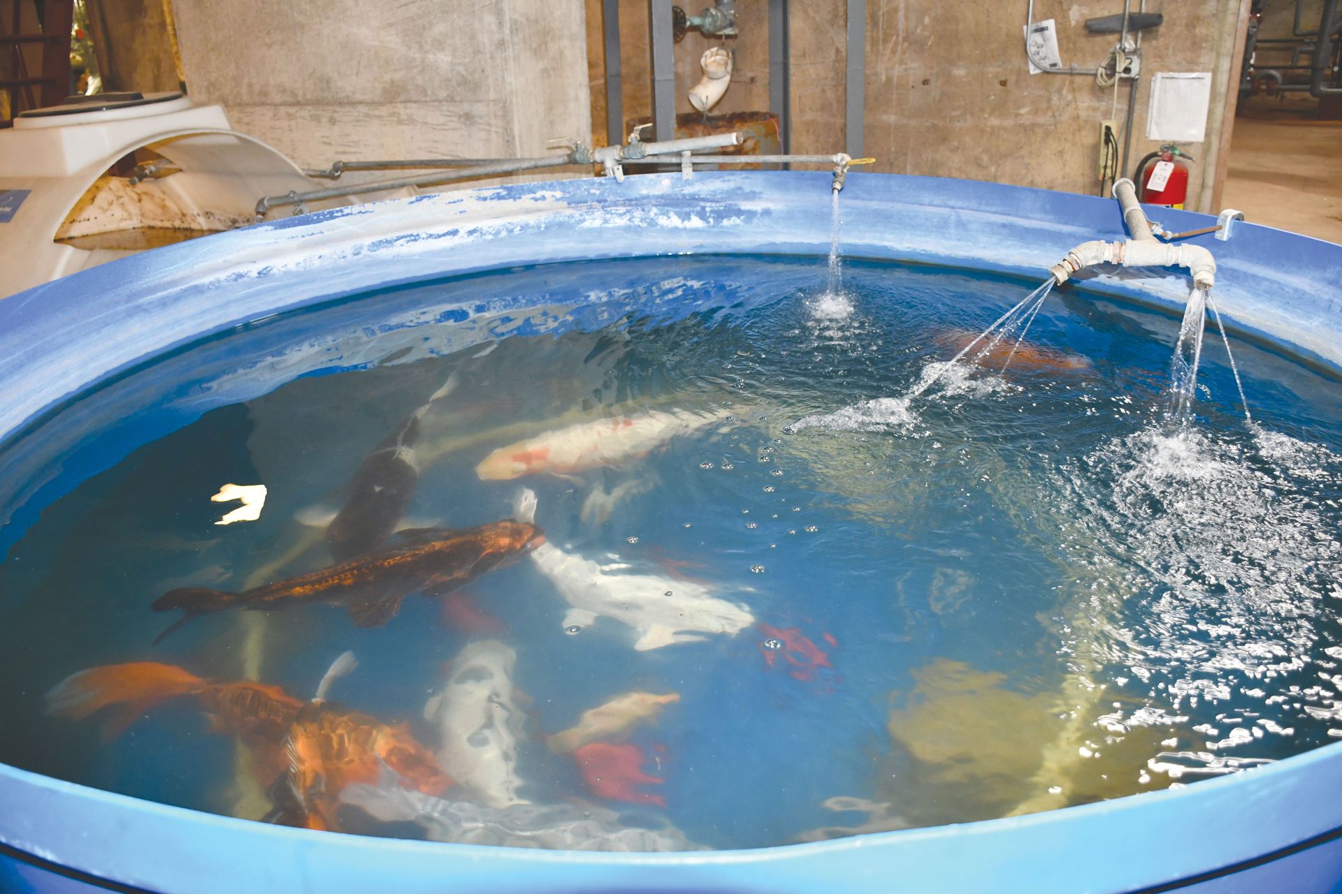 Koi fish take to power plant to avoid the cold